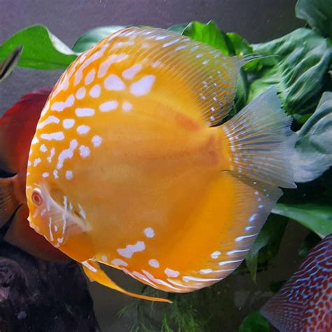 discus fish for sale near me|Quality Discus Fish for Sale Shipped to your door since 1987.